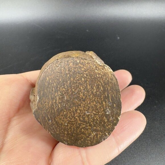 Vintage Whimsical Resin Turtle Figurine Brown Textured Figure Anthropomorphic - Picture 6 of 12